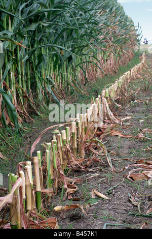 Altezza stoppia mais lungo la riga del campo di raccolto Foto Stock