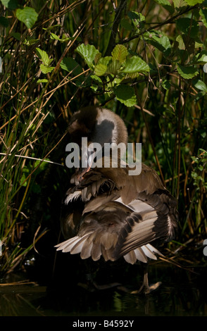 Il brasiliano Teal Amazonette brasiliensis sull'acqua. Riserva Naturale Lancashire. Foto Stock