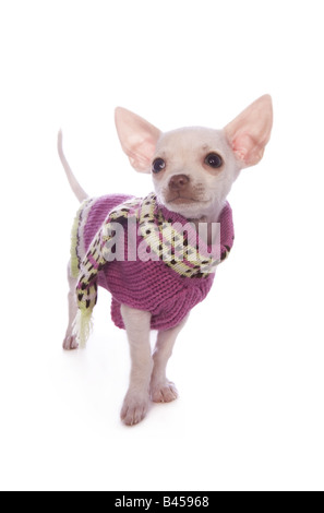 Carino color crema shorthaired Chihuahua cucciolo rosa che indossa un maglione isolati su sfondo bianco Foto Stock