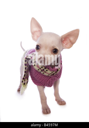 Carino color crema shorthaired Chihuahua cucciolo rosa che indossa un maglione isolati su sfondo bianco Foto Stock