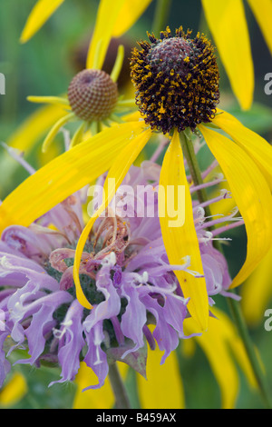 Wild il bergamotto e il giallo coneflower, La Prairie appassionato di Schurch-Thomson Prairie, Iowa County, Wisconsin Foto Stock