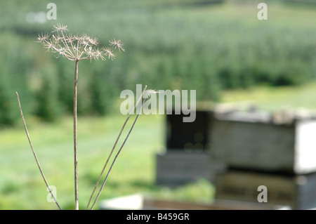 Frutteto di Saltwood Hythe Kent Foto Stock