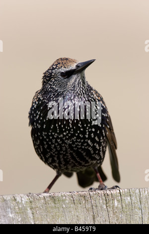 Adulto europeo Sternus Starling vulgaris seduto sulla staccionata in legno. Foto Stock