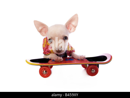 Carino color crema shorthaired Chihuahua cucciolo su skateboard isolati su sfondo bianco Foto Stock