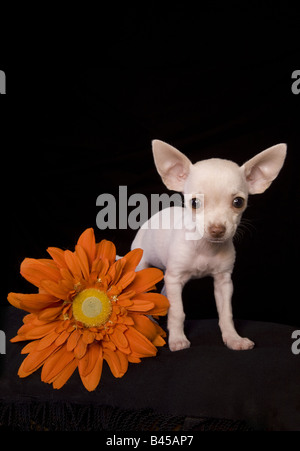 Carino color crema shorthaired Chihuahua cucciolo su sfondo nero con fiore di arancia Foto Stock