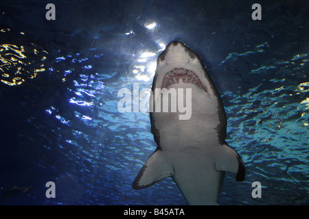 Primo piano vista di Shark Foto Stock