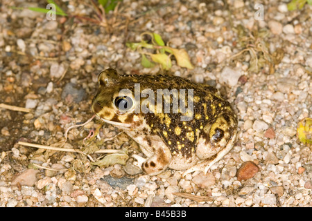 Il lettino Spadefoot Toad Scaphiopus couchii Tucson Pima County Arizona Stati Uniti 22 agosto femmina adulta Pelobatidae Foto Stock