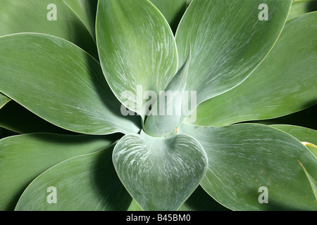 Lion's Tail aka collo di cigno o di coda di volpe, Agave attenuata, Agavaceae, Messico Foto Stock