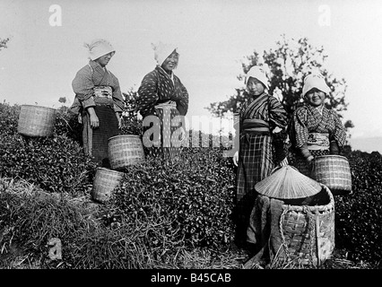 Geografia / viaggio, Giappone, agricoltura, raccolto, donna giapponese al raccolto del tè, circa 1900, Foto Stock