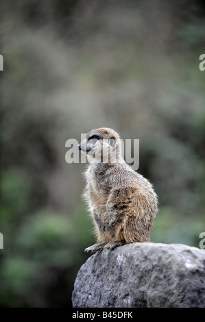 Un MEERKAT guarda fuori da una roccia. Foto Stock