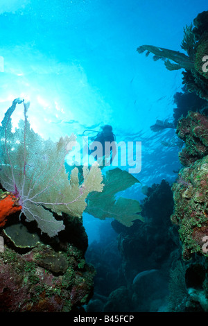 Femmina scuba diver esplora il sperone subacquea n sistema di scanalatura di una barriera corallina delle isole della baia, Honduras durante la sua vacanza Foto Stock