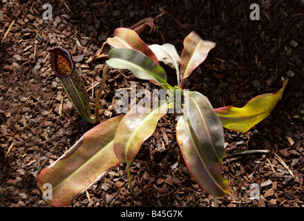 Nepenthes eymae, Nepenthaceae. Un carnivoro pianta brocca dalle montagne di Sulawesi centrale, Indonesia. Foto Stock