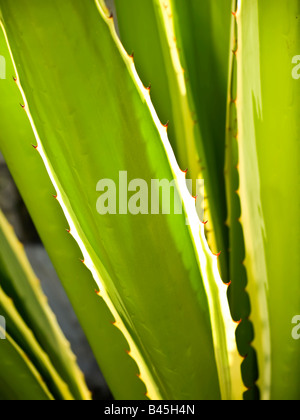 Dettaglio di lunghe foglie di piante di cactus con spine rosse Foto Stock