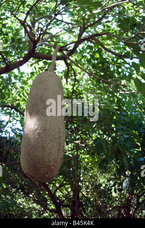 Salsiccia alberi da frutto Kigelia pinnata Foto Stock
