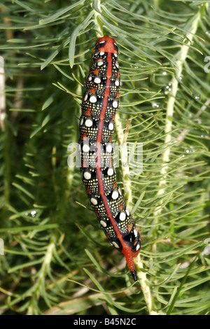 Zoologia / animali, insetti, Sphingidae, Euforbia-hawk Moth (Hyles euphorbiae), Caterpillar su legno di euforbia, Neusiedler See, Austria, distribuzione: Europa, Additional-Rights-Clearance-Info-Not-Available Foto Stock