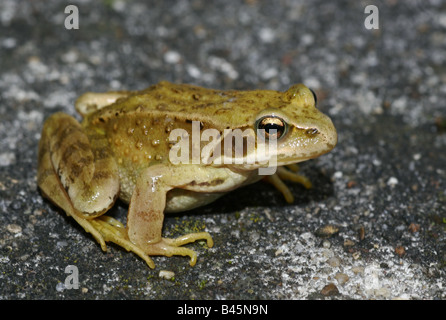 Zoologia / animali, anfibi, Rana, comune europeo (Rana temporaria rana), seduti su una roccia, distribuzione: Europa, Additional-Rights-Clearance-Info-Not-Available Foto Stock