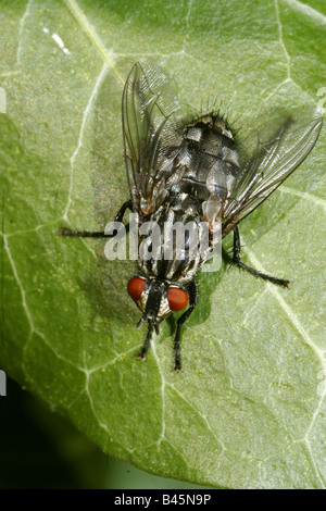 Zoologia / animali, insetti, Sarcophagidae, Sarcophaga carnaria, seduti su una foglia, Buchhofen, Germania, distribuzione: Europa, Africa, Additional-Rights-Clearance-Info-Not-Available Foto Stock