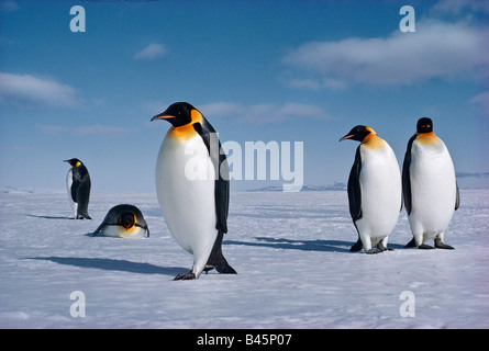 Con dignitosa falcate..verso aperto di acqua di alimentazione sulla Euphausiid gamberi. Aptenodytes forsteri, pinguini imperatore. Foto Stock