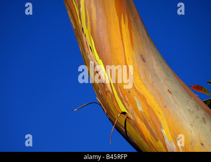 Eucalyptus deglupta (arcobaleno di eucalipto), gomma di Mindanao Foto Stock