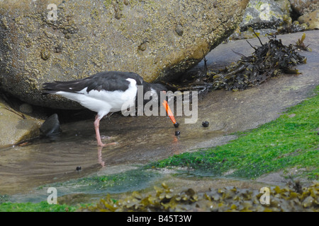 Oystercatcher beccaccia di mare Haematopus ostralegus limicolo spaggia mare mangia mangiare cibo gasteropoda gasteropode Isole farne Foto Stock