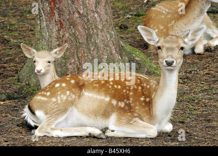 Zoologia / animali, mammifero / di mammifero, cervi, daini, (Cervus dama), cervi, seduto o in piedi sul prato, distribuzione: Europa, Asia, Additional-Rights-Clearance-Info-Not-Available Foto Stock