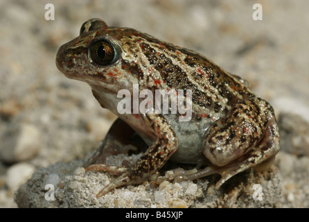 Zoologia / animali, anfibi, rospi, comune Spadefoot, (Pelobates fuscus), seduta nella sabbia, distribuzione:- Centrale ed Europa orientale, Additional-Rights-Clearance-Info-Not-Available Foto Stock