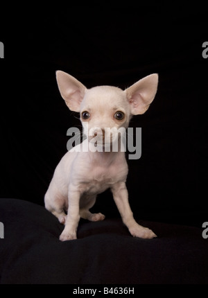 Carino color crema shorthaired Chihuahua cucciolo seduto su sfondo nero Foto Stock