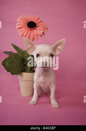 Carino color crema shorthaired Chihuahua cucciolo su sfondo rosa con grande fiore rosa in vaso Foto Stock