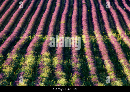 Righe di lavanda in un campo vicino a St-Saturnin-les-apt, il Vaucluse Provence, Francia Foto Stock