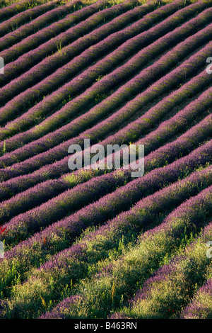 Righe di lavanda in un campo vicino a St-Saturnin-les-apt, il Vaucluse Provence, Francia Foto Stock