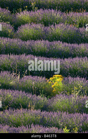 Righe di lavanda in un campo vicino a St-Saturnin-les-apt, il Vaucluse Provence, Francia Foto Stock