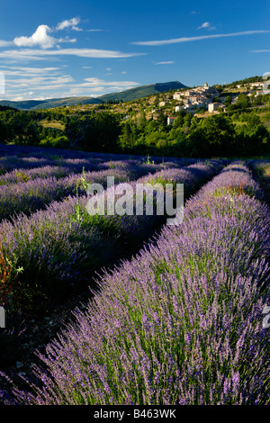 Un campo di lavanda con il villaggio di Aurel oltre il Vaucluse Provence, Francia Foto Stock