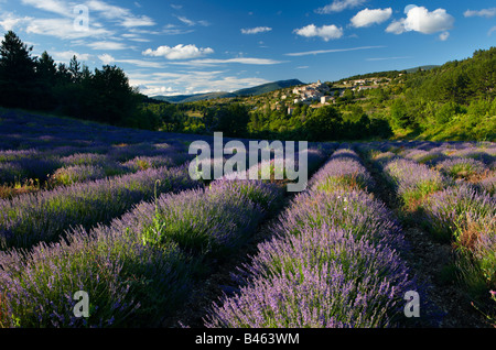 Un campo di lavanda con il villaggio di Aurel oltre il Vaucluse Provence, Francia Foto Stock