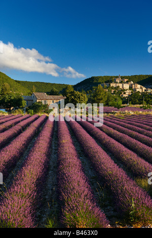 Un campo di lavanda con il villaggio di Banon oltre il Vaucluse Provence, Francia Foto Stock