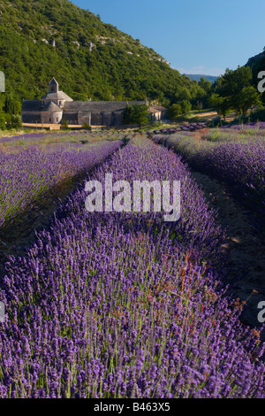 Un campo color lavanda di fronte all'Abbaye de Senanque, vicino a Gordes, Vaucluse Provence, Francia Foto Stock