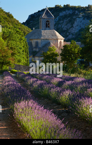 Un campo color lavanda di fronte all'Abbaye de Senanque, vicino a Gordes, Vaucluse Provence, Francia Foto Stock