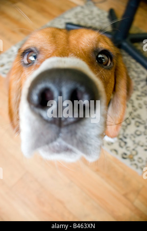 Un primo piano di un giovane cucciolo di beagle che è essendo nosey e facendo alcuni indagando leggera profondità di campo Foto Stock