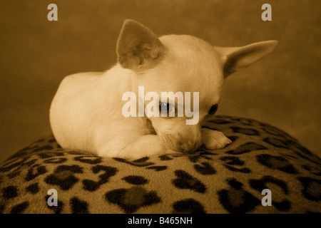 Carino color crema shorthaired Chihuahua cucciolo Foto Stock