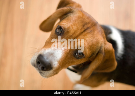 Un simpatico beagle di razza pura con abbondanza di spazio di copia Foto Stock