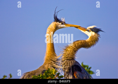 Coppia accoppiata di grandi aironi blu saluto al nido. (Ardea herodius) Foto Stock