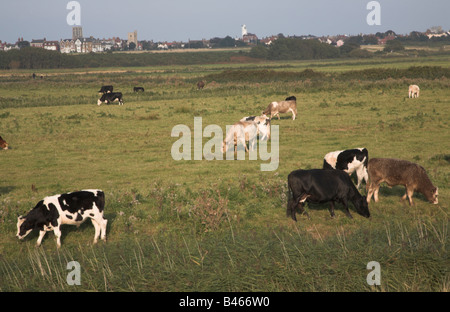 Il bestiame pascola sulle acque di palude prati guardando verso Southwold, Suffolk, Inghilterra Foto Stock