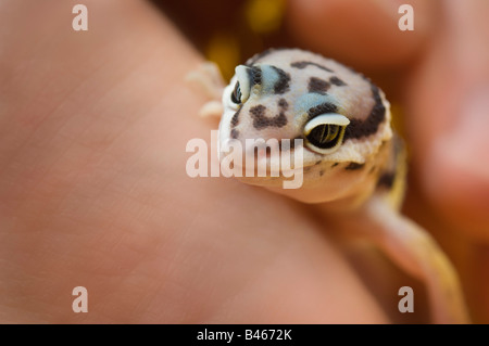 Baby Leopard Gecko Foto Stock