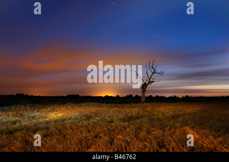 Albero morto & Orzo campo fotografato durante una lunga esposizione di notte nel Norfolk e illuminati dalla luce della torcia Foto Stock