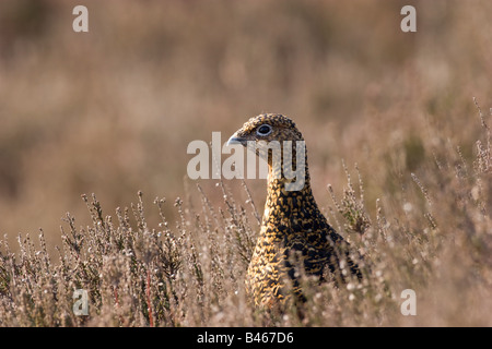 Femmina Red Grouse Lagopus lagopus con testa sopra heather nel Derbyshire. Foto Stock