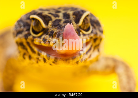 Adulto Leopard Gecko leccamento delle labbra Foto Stock