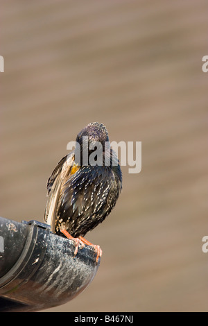 Adulto europeo Sternus Starling vulgaris preening mentre seduto su un angolo del tubo di scarico grondaia sulla casa. Foto Stock