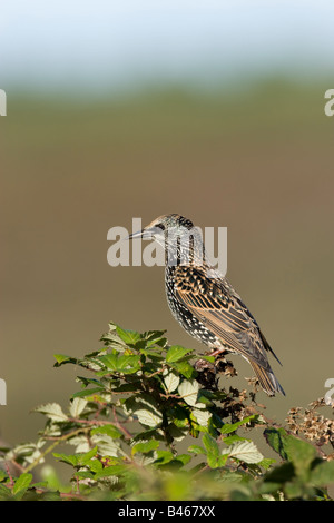 Adulto europeo Sternus Starling vulgaris seduto sulla parte superiore della boccola di rovo sulle Isole Scilly. Foto Stock