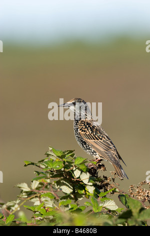 Adulto europeo Sternus Starling vulgaris seduto sulla parte superiore della boccola di rovo sulle Isole Scilly. Foto Stock