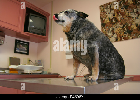 Un canino (DOG) paziente pronto per l'esame all'ospedale veterinario sala esame Foto Stock