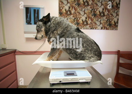 Un obeso canine (DOG) del paziente pronti in ospedale veterinario sala esame in attesa di esame Foto Stock